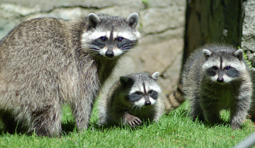 Family of raccoons on green grass