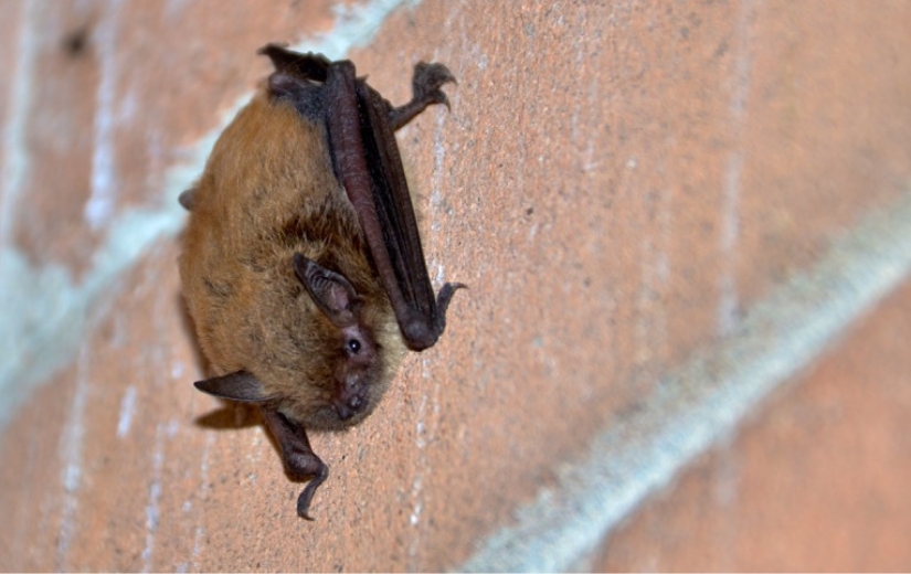 bat on brick wall-photo by Darlene Willment-humane bat removal