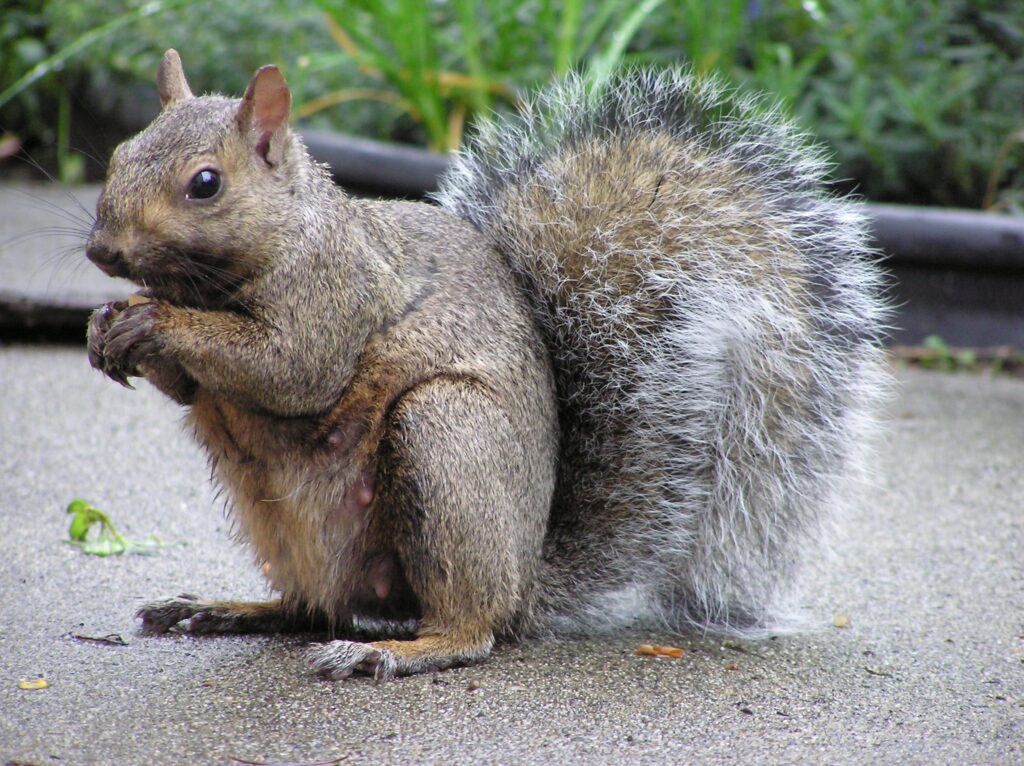 mother grey squirrel