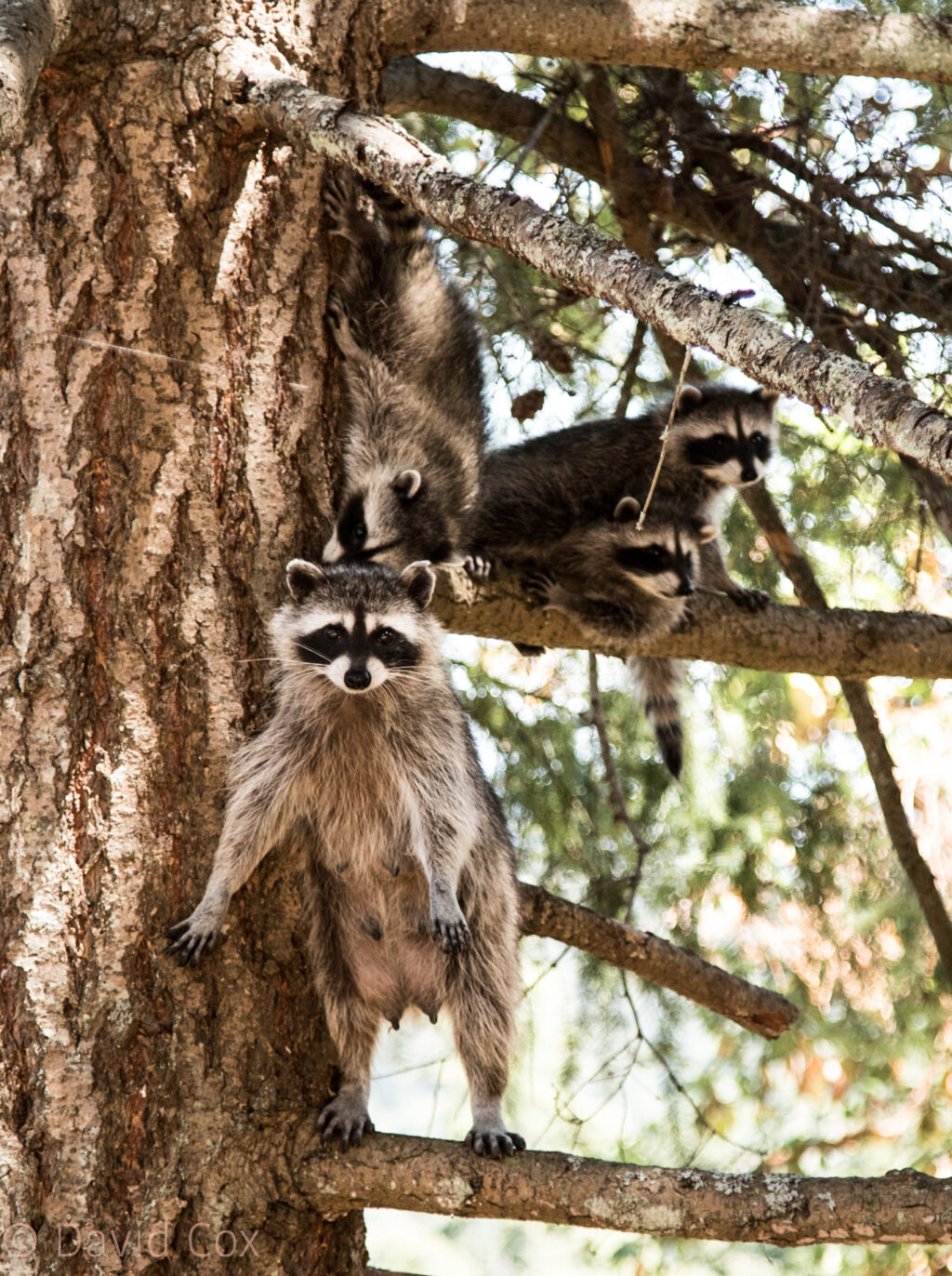 Raccoon nursing mom with babies on a tree