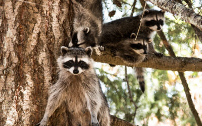 Raccoon nursing mom with babies on a tree