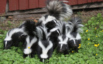 Skunk family