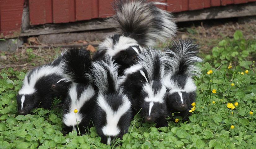 Skunk family