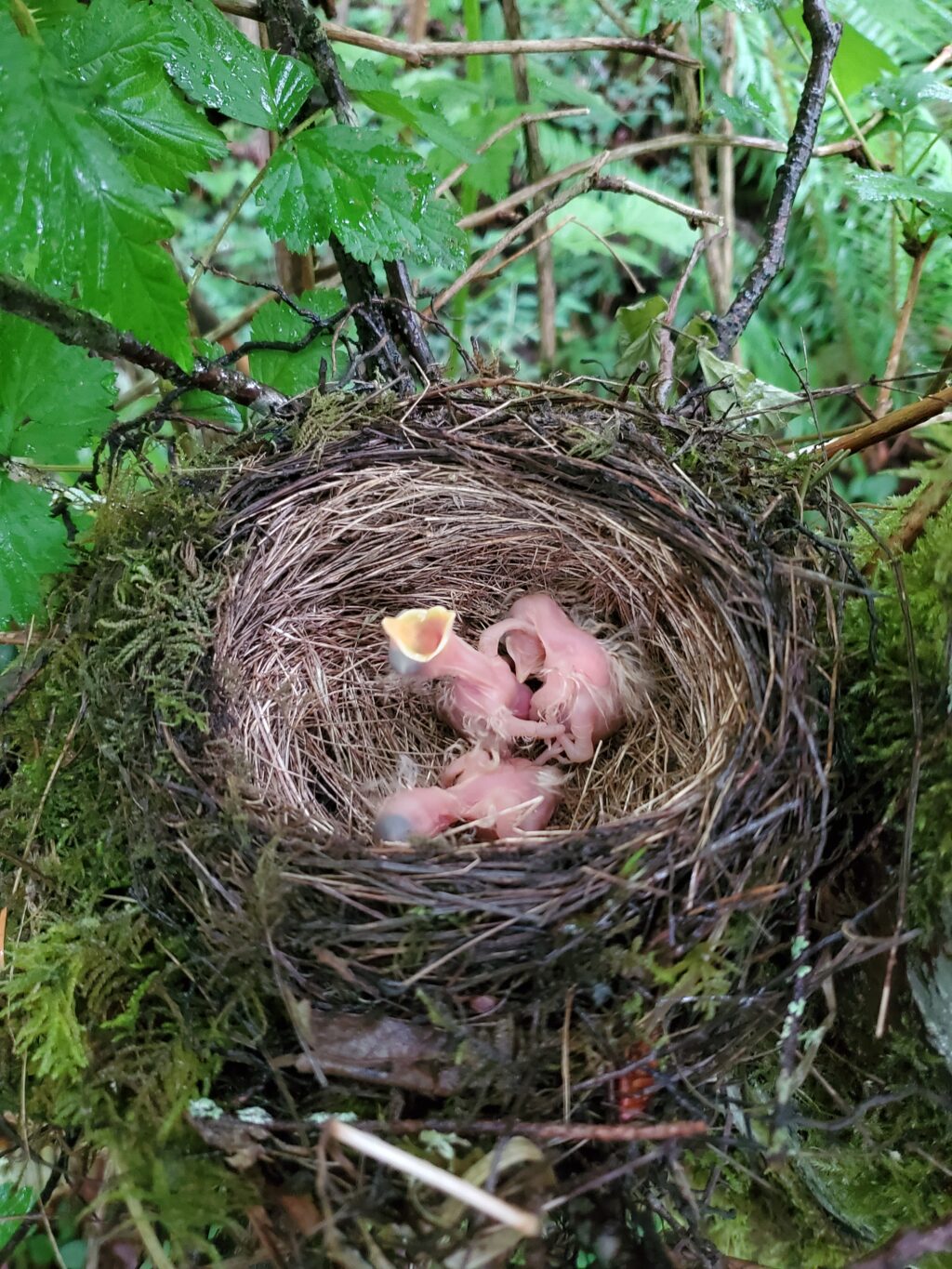 Newly hatched birds in nest BC birds