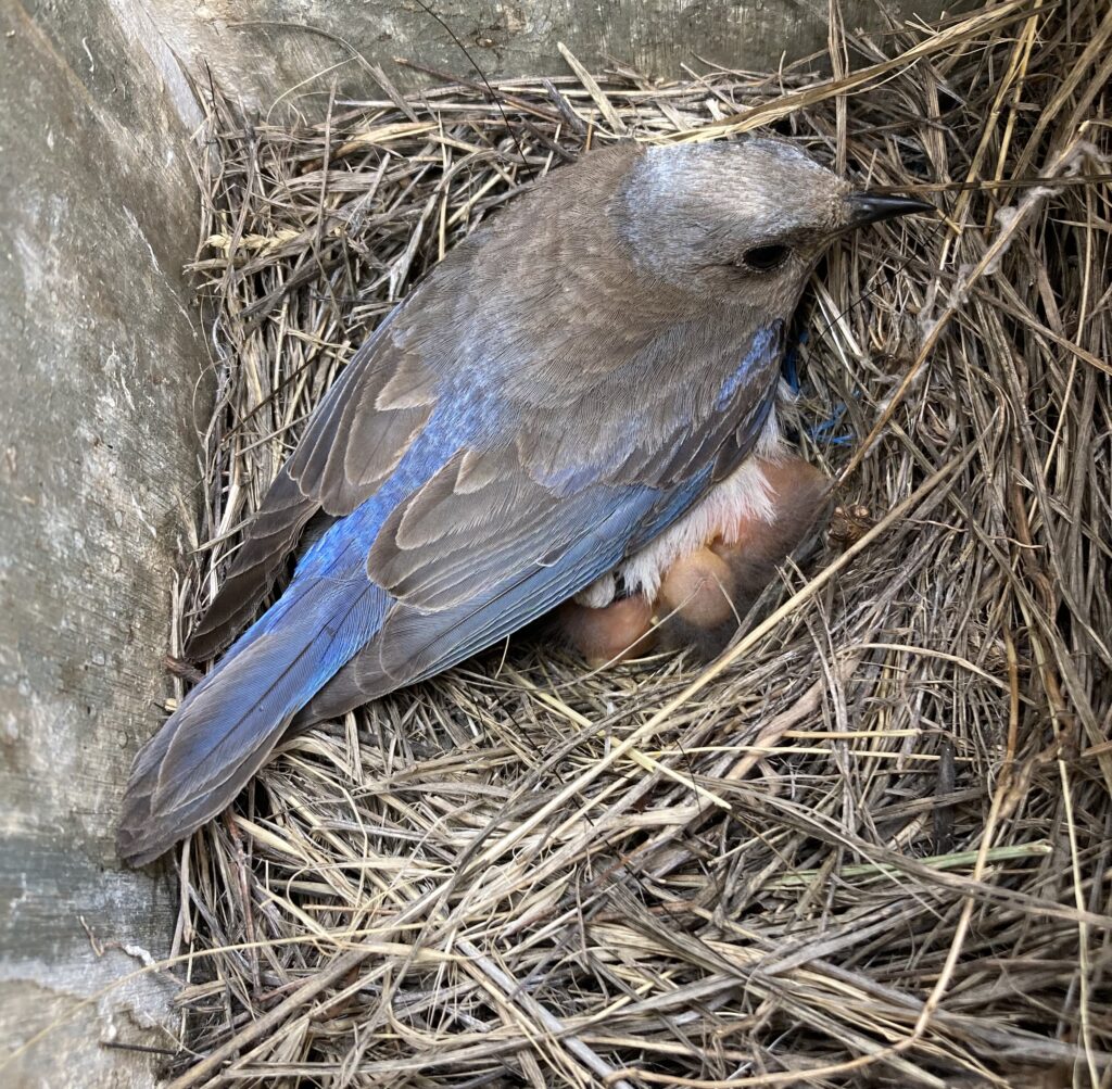 bluebird-laying-on-nest-with-nestlings bc birds