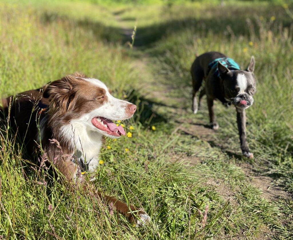 Bianca's dog training-brown border collieand Boston terrier Hugo 