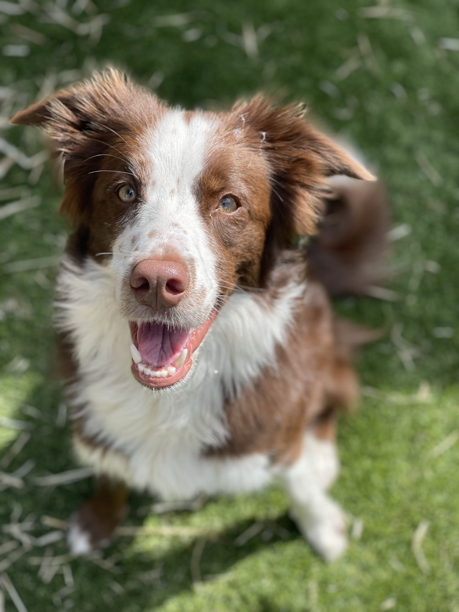 Bianca-2022 08 Aug-brown border collie sun and grass