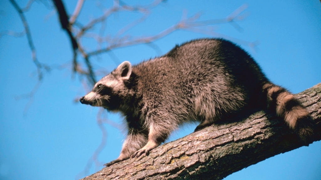 DIY Critter check critter detection trees and branches around home raccoon on branch