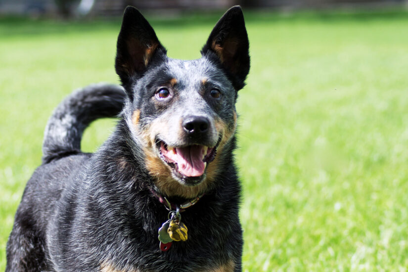 dog with mouth open