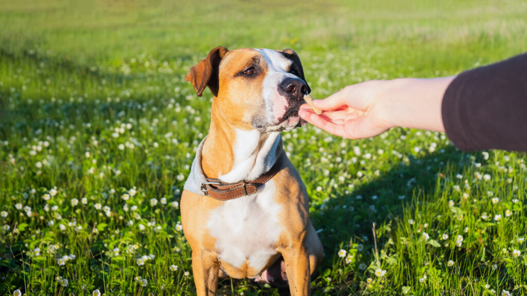 dog trainer giving a treat to a dog outdoors during dog training session