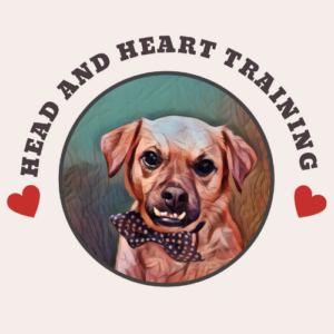 Head and Heart Training AnimalKind accredited company in Maple Ridge