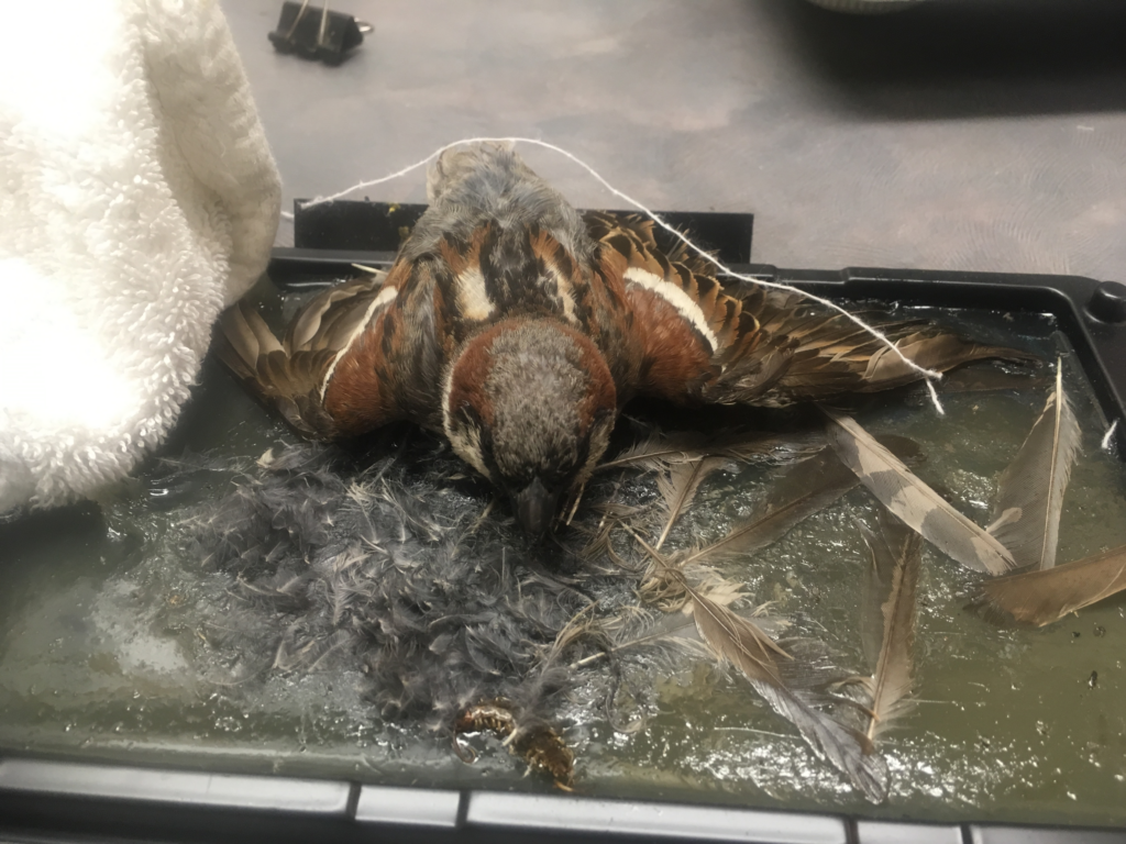 House sparrow on glue trap