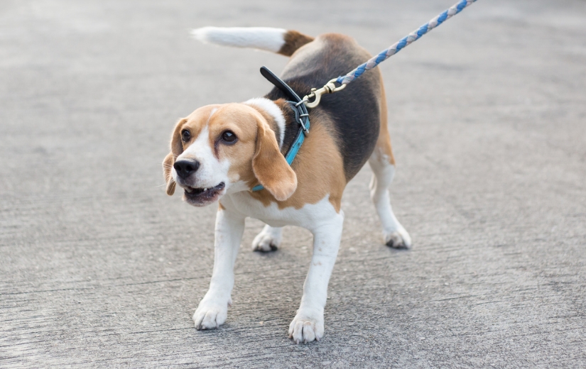 specialized training-reactive beagle dog on leash