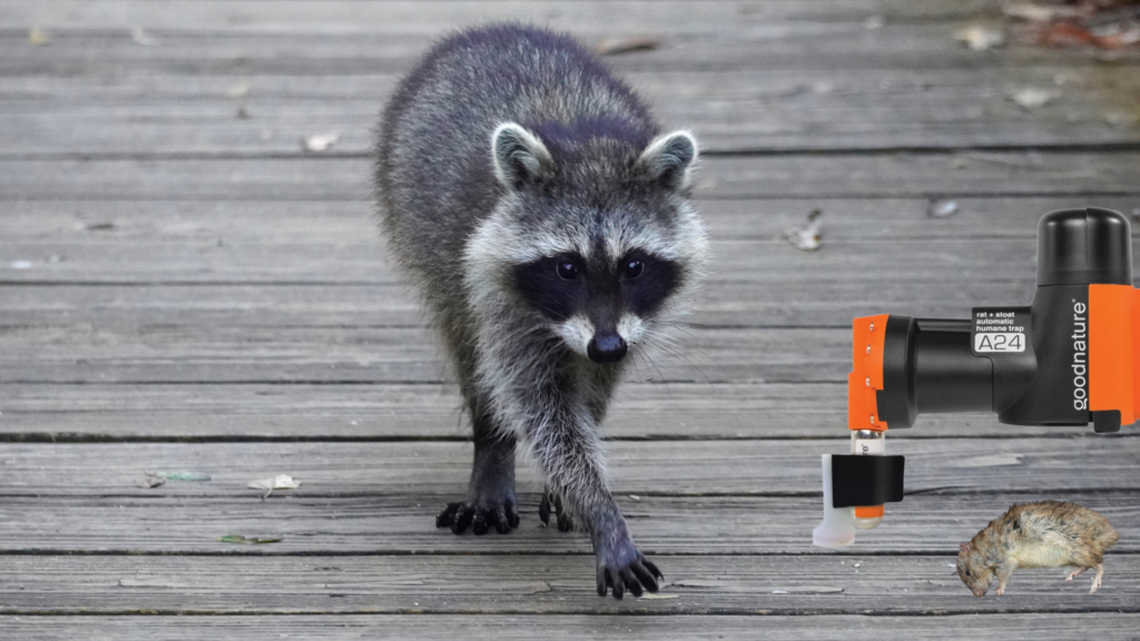 https://animalkind.ca/wp-content/uploads/Raccoon-by-a-Goodnature-trap-with-rat-1024x576.png