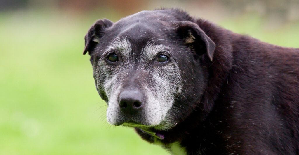 Senior black dog with gray fur outside