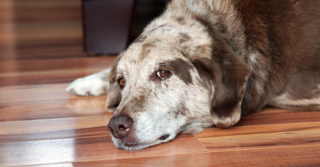 Senior dog laying on wooden floor