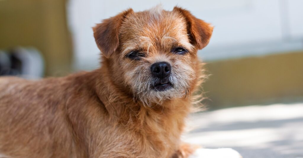 Senior small dog on bed