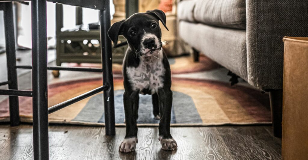 puppy at home looking at the camera