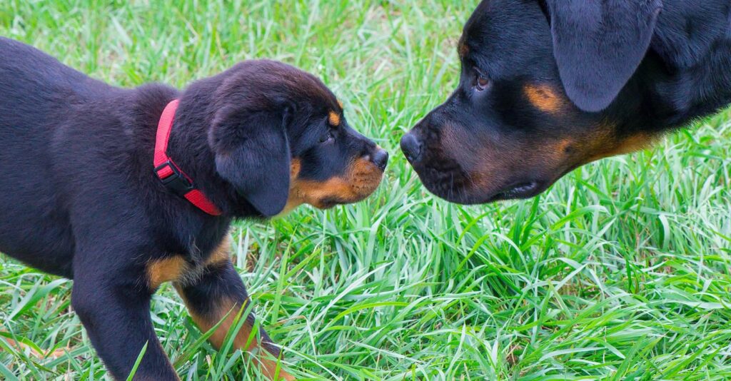 rottie puppy and rottie adult smelling each other