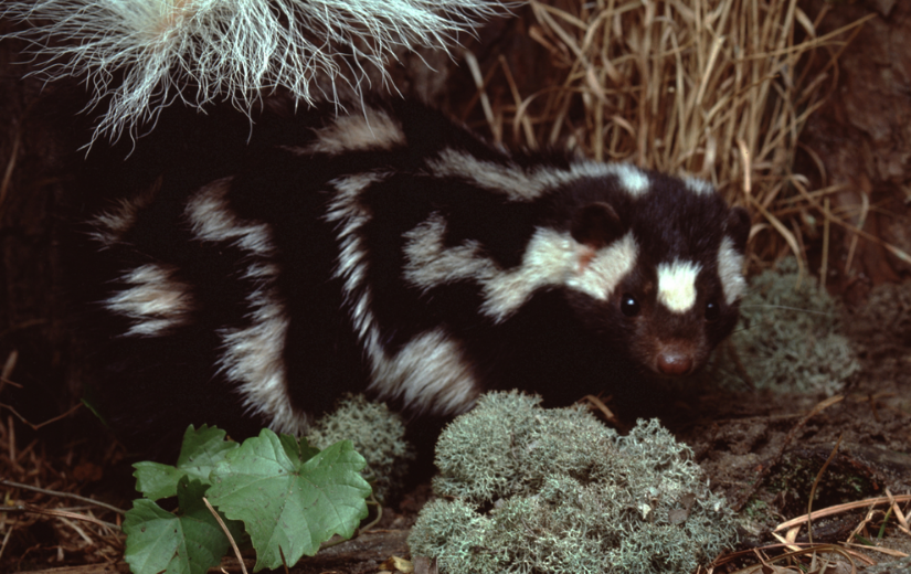 Spotted skunk