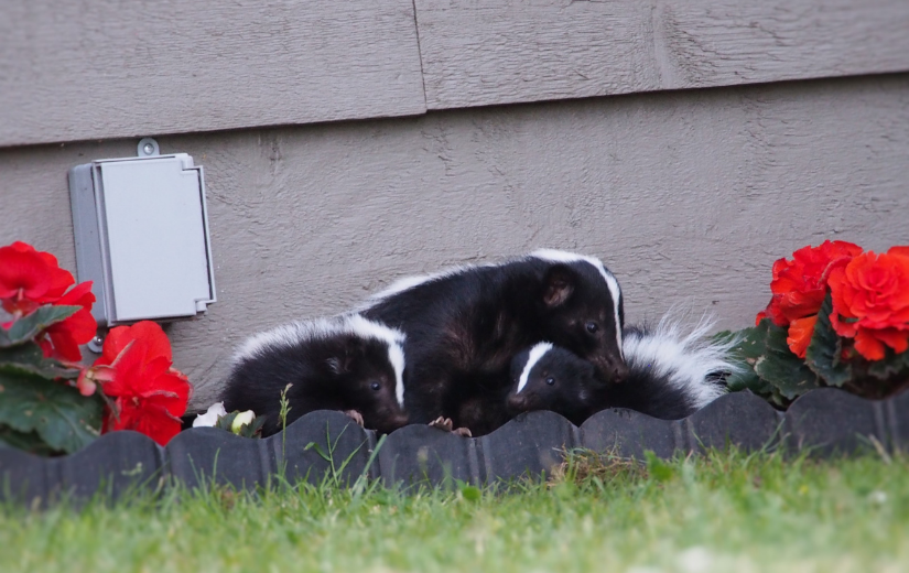 family of striped skunks in garden