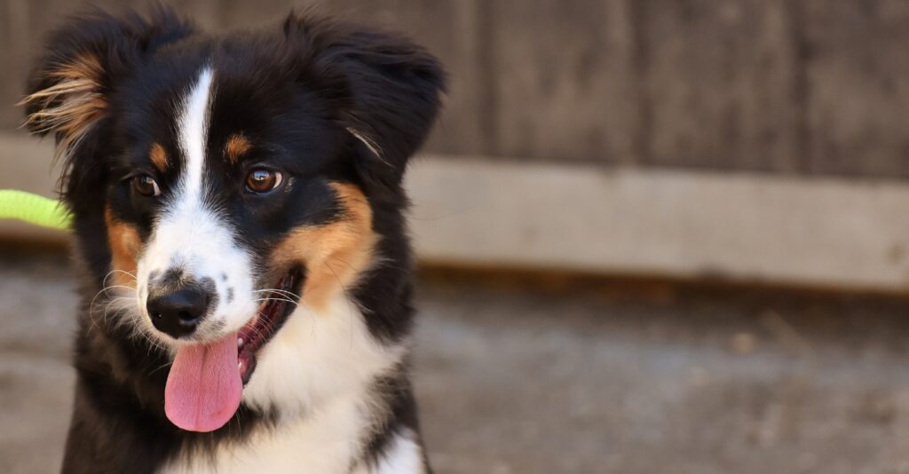 Black white and tan teen collie dog
