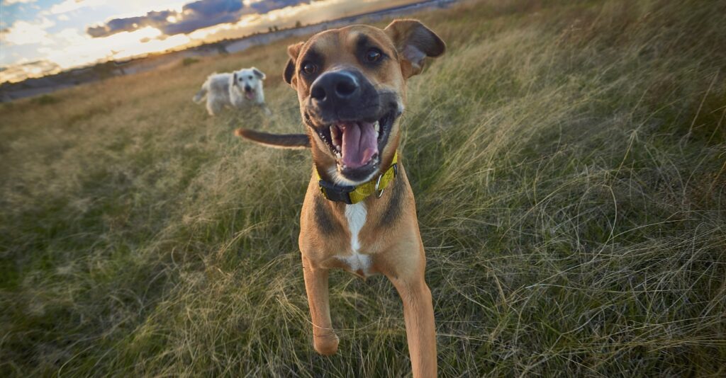 From Rambunctious To Refined Tips To Train Your Adolescent Dog