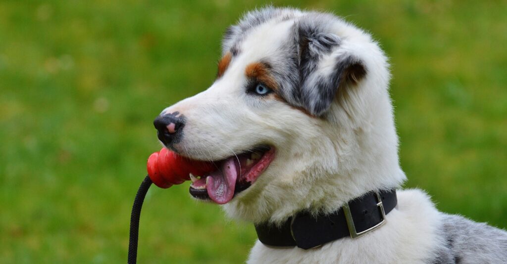 Young adolescent shepherd dog with toy in mouth