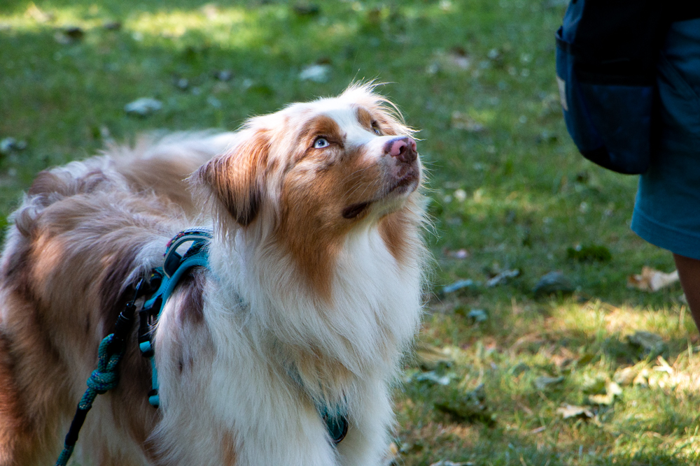 Australian shepherd dog in outdoor training session with AnimalKind accredited trainer