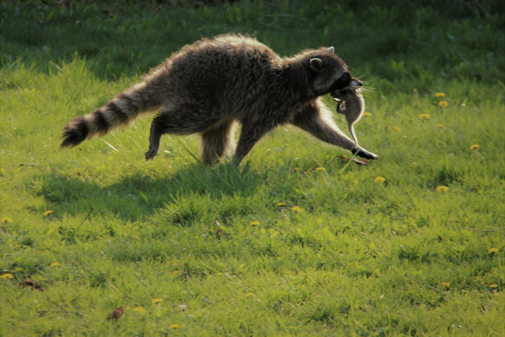 mother raccoon with kit in mouth moving babies one by one