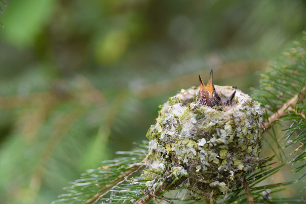 baby hummingbirds in nest BC birds