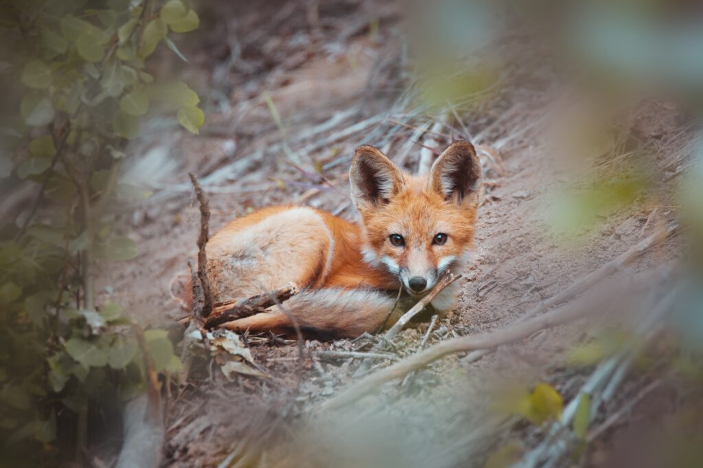 red fox pup