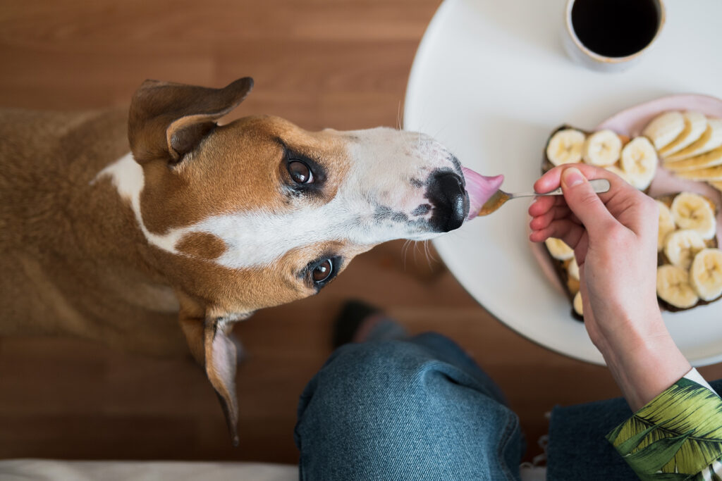 dog liking spoon near human food