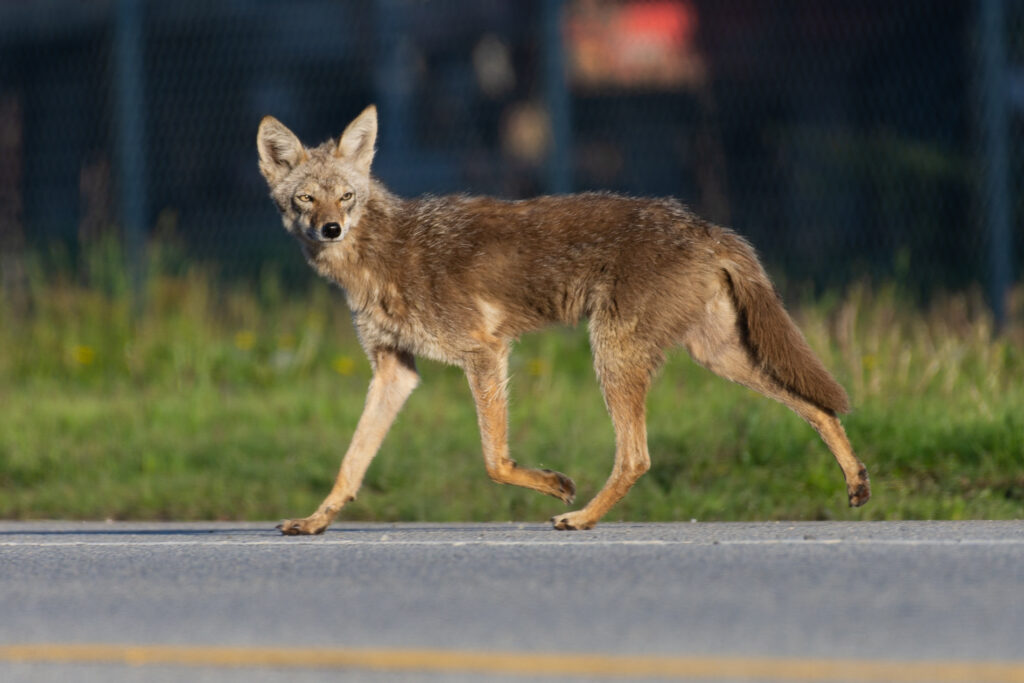 Coyote crossing the road