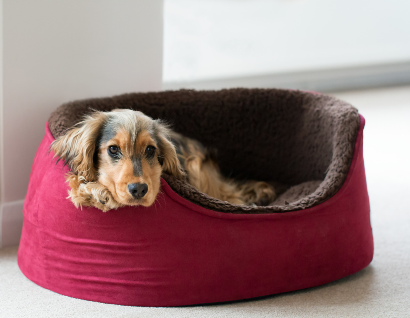 dog laying in red dog bed