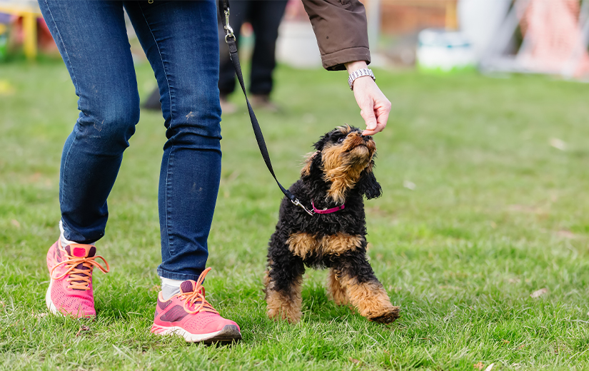 trainer giving treat to a small dog while training