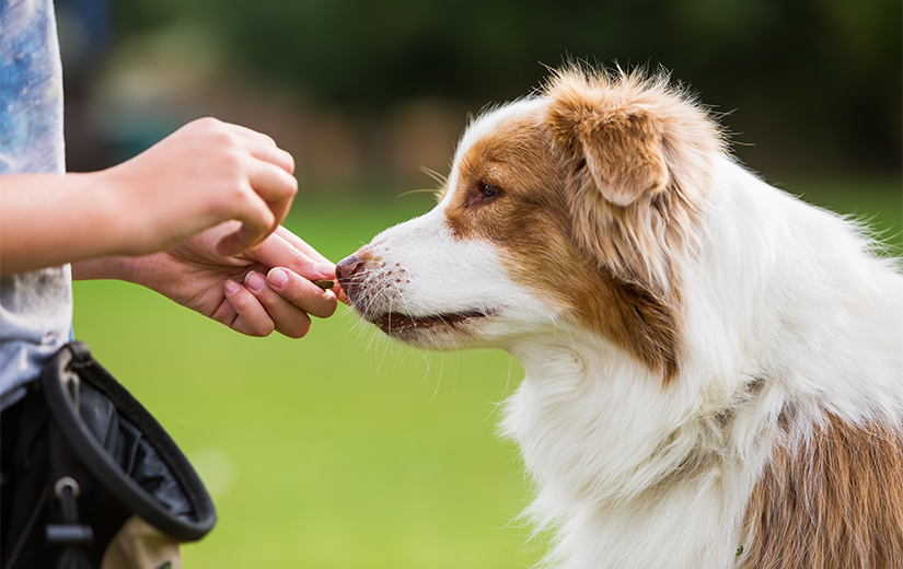 dog getting treat form trainer outdoor training session