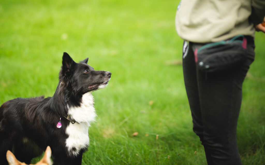 reward based trainign session dog waiting for treat AnimalKind trainer