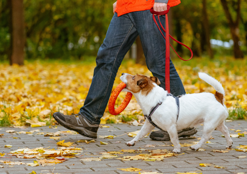 dog with toy in mouth walking by dog guardian