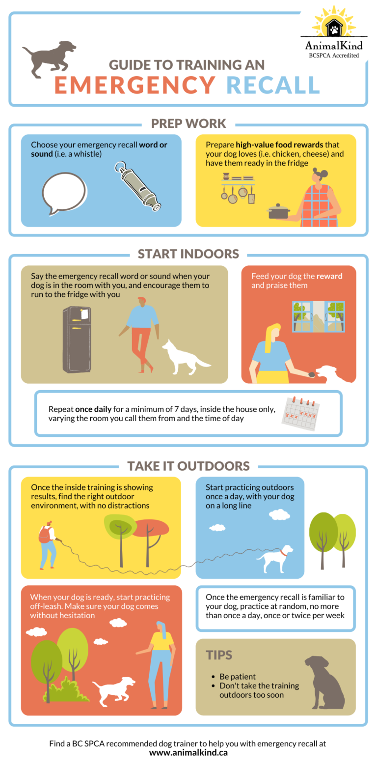 Training an emergency recall AnimalKind