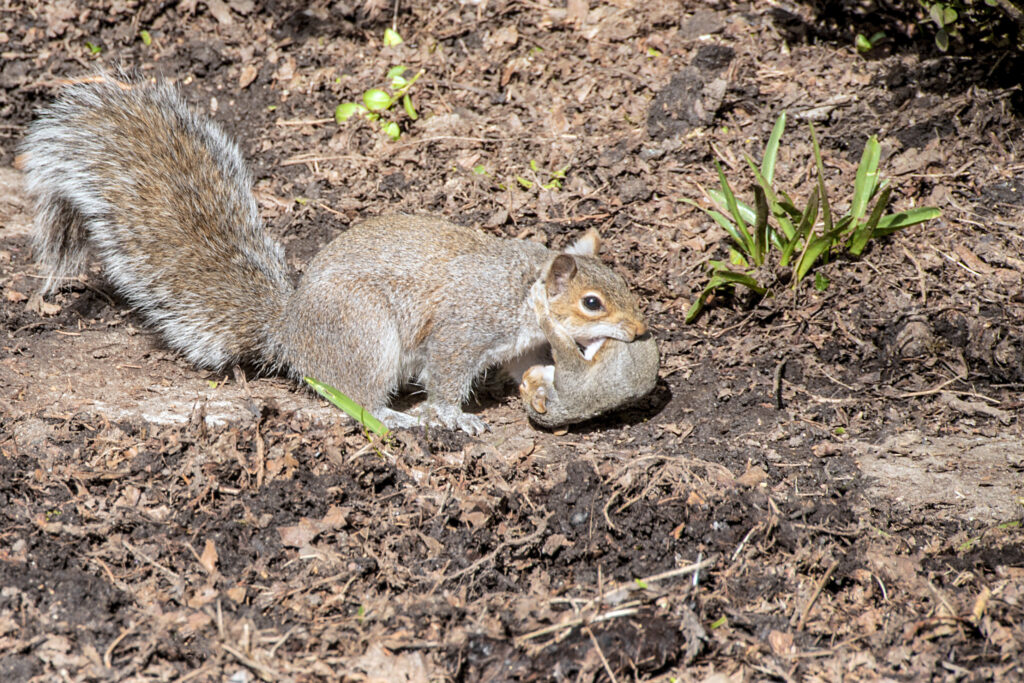 What you need to know about squirrels | AnimalKind