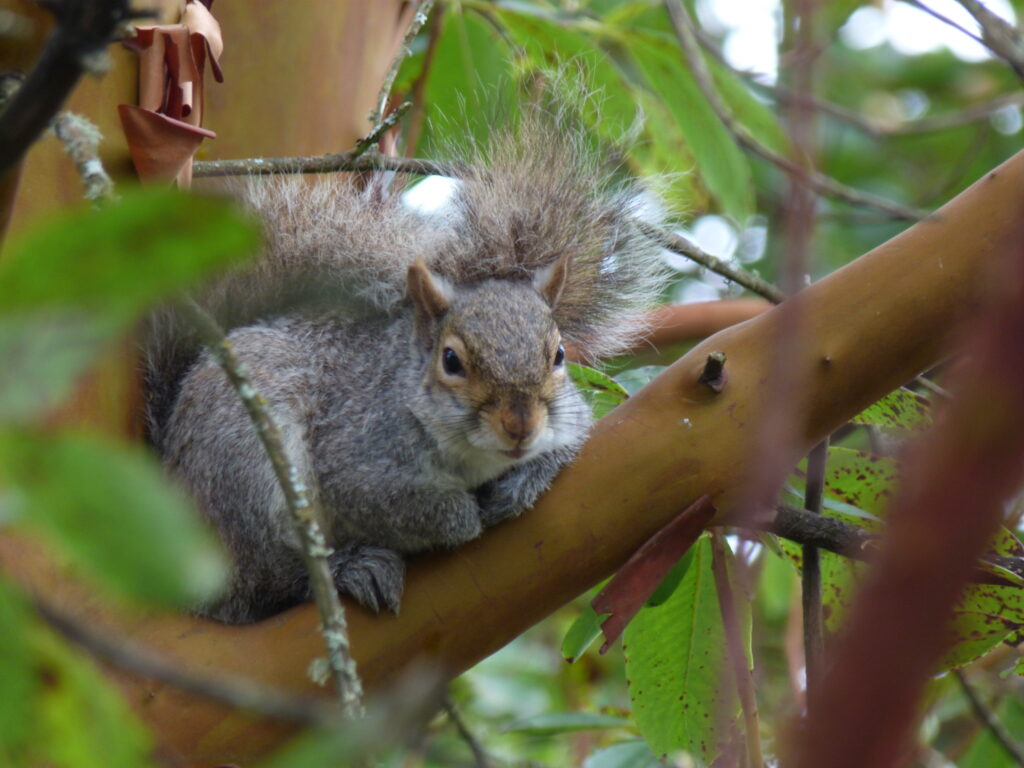 grey squirrel on tree