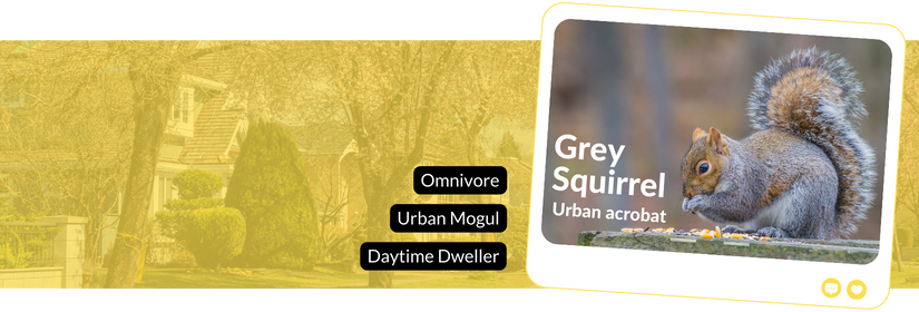 grey squirrel urban wildlife omnivore