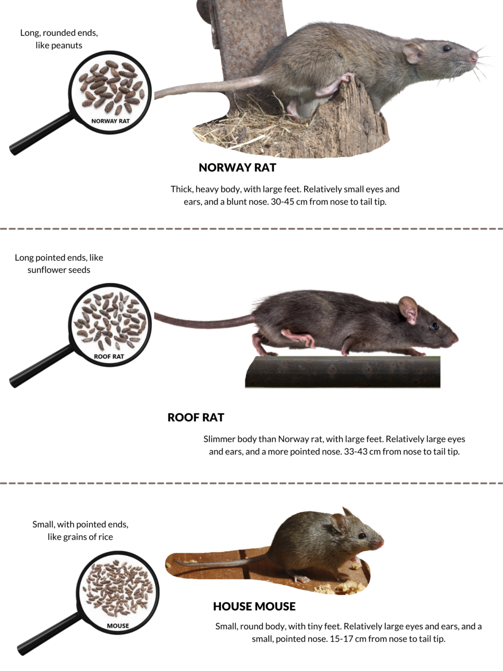 The difference between mice and rats AnimalKind