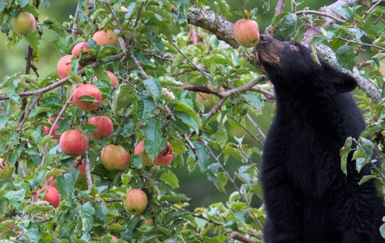 Human-wildlife conflicts: What they are and how to prevent them ...