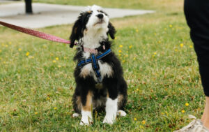 doodle puppy in puppy classes for puppy training