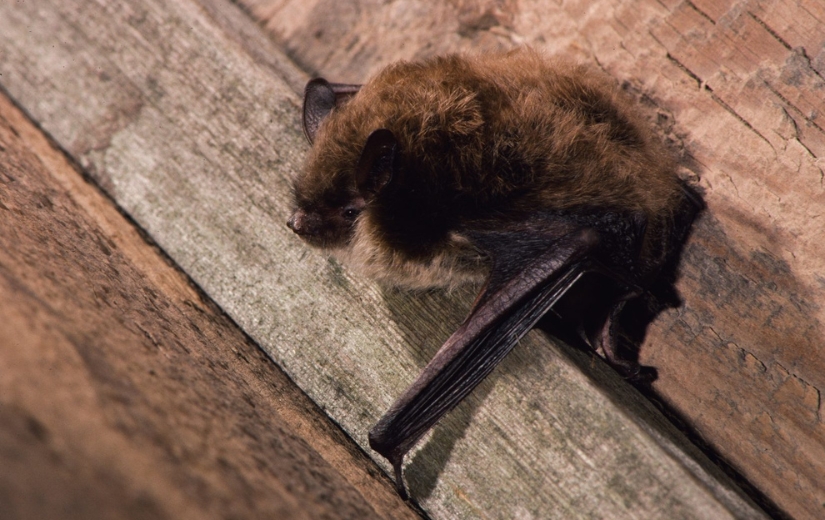 little brown bat photo by Merlin Tuttle humane bat removal