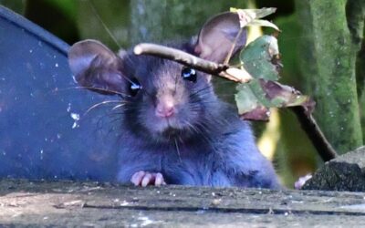 little mouse in the wild