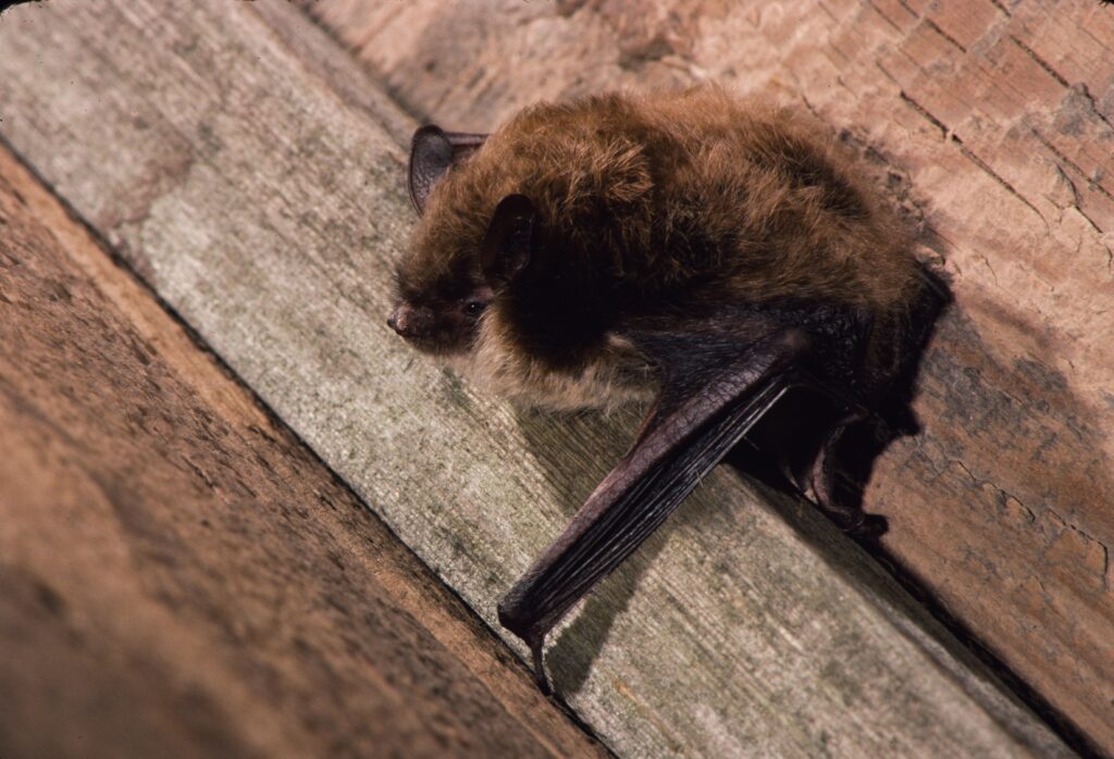 Little brown bat holding on to wood plank