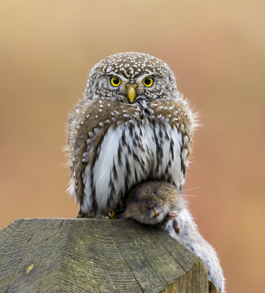 Northern pygmy owl holding vole